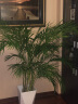 墨一散尾葵盆栽大型绿植花卉室内客厅办公室大盆 散尾葵1.5-1.7m含盆 实拍图