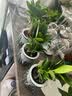 绿有意绿植盆栽桌面水培绿植办公室植物懒人好养盆景水养植物 文竹（灰色南瓜自动吸水盆） 含盆 实拍图