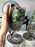 四季开花比利时杜鹃花盆栽室内阳台绿植花卉盆景树桩开花不断 特大盆双色 含盆 实拍图