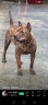 麦富迪狗粮 藻趣儿2.5kg 幼犬中大型小型犬通用（牛肉螺旋藻）金毛泰迪 实拍图