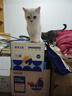 海洋之星猫条猫零食 湿粮猫咪零食鸡肉三文鱼褐藻味10g*10支 实拍图