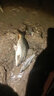 久岩丹尼富夜光鱼漂动力电池夜钓浮标电子浮漂通用电子标钓鱼专用电源 动力源 425（5粒）1.6/粒 实拍图
