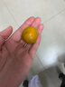 味小仙广西桂林脆皮金桔 滑皮小金桔阳朔特产黄青皮甜金橘新鲜水果 5斤（大果）【1斤25颗左右】 实拍图