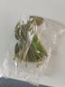 元井 风信子 一叶莲  一叶莲水培植物迷你碗莲水生睡莲金银莲水荷花 一叶莲8-13厘米 不含盆 实拍图