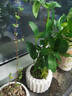 卉轩居鸭脚木绿植盆栽四季常青好养室内办公室客厅小叶栀子花卉桌面植物 鸭脚木+竖纹盆【苔藓】 实拍图