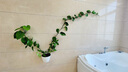 欧林泽 绿萝植物壁挂花盆 自动吸水墙壁挂式 免浇水 仿陶瓷家居创意挂件 阳台厨房挂式个性懒人盆 中号/直径13X高14厘米 实拍图
