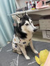 智宙狗狗衣服夏天金毛大型犬户外夏季防晒衣萨摩耶防掉毛薄款防虫背心 白色小熊背心 弹力大 4XL(胸围80CM 约55斤内宠物） 实拍图