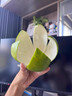 攸竹新鲜青皮葡萄柚子 黄金葡萄柚 爆汁葡萄柚 青皮西柚皮薄多汁肉嫩 5斤 普通装 实拍图