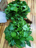 绿有意大叶绿萝盆栽壁挂除甲醛长藤绿萝水培绿箩爬墙垂吊兰植物净化空气 360白色大盆短藤吸水绿萝+肥 实拍图