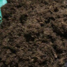 品氏基质（PINDSTRUP）品氏有机营养土丹麦原装进口泥炭种植土壤通用型花卉绿植种菜8L  实拍图