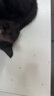 恩倍多宠物驱虫药狗狗猫咪体内驱蛔虫绦虫线虫抗蠕虫猫狗打虫药 推荐丨猫和幼犬使用丨芬苯达唑 6片/盒 实拍图