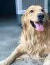 冠能宠物狗粮 大中型犬成犬12kg 实拍图