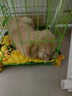 金毛幼犬纯种金毛活体健康金毛犬成年大型寻回犬宠物狗金毛幼崽 宠物级 母 实拍图