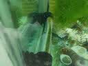 FISH BABY鱼缸加热棒加温棒鱼缸加温器恒温加热器小型热带鱼专用超短电热棒 50W 加强高硼硅防爆/自动恒温 实拍图