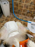 嬉皮狗狗狗尿不湿公狗纸尿裤超薄狗狗生理裤小型犬泰迪柯基金毛中大型犬 女宝L（建议体重15-32斤） 实拍图