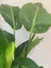 植季客厅大盆栽绿植幸福树天堂鸟发财树落地盆栽室内大型植物净化空气 精品天堂鸟-1.2-1.3米【原生盆】 含盆 实拍图