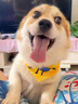 华元宠具(hoopet)狗狗玩具磨牙耐咬毛绒玩具泰迪小型犬大型犬幼犬宠物用品 发声恐龙(藏青) S 实拍图
