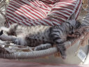 皇家猫粮猫奶糕 幼猫粮 bk34 1-4个月离乳期奶糕小猫咪断奶猫粮母猫粮 离乳猫奶糕0.8公斤（400g*2包） 晒单实拍图