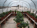 鹿凌青家用温室花房花棚暖房蔬菜大棚骨架防雨防晒阳台楼顶植物保暖棚 4米长2.5米宽2米高+加厚无滴膜 实拍图