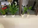 京云梦红掌盆栽花卉土培水养四季常青绿植办公室除甲醛红掌绿福源头直发 实拍图