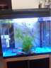 西龙中大鱼缸客厅家用落地懒人生态免换水带柜子一体自循环金鱼水族箱 38CM单鱼缸 实拍图