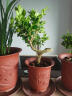 绿族（LVZU）水培绿植物黄杨小盆栽造型树罗汉松盆景老桩水养办公室内好养四季 晒单实拍图