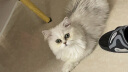 华元宠具（hoopet）宠物航空箱狗狗大号笼子外出车载狗窝猫笼猫背包外出猫咪航空箱 【普通款】黑色款 一号箱（建议12斤以下犬猫） 实拍图
