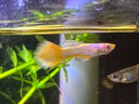 疯狂水草孔雀鱼活体水族宠物观赏鱼冷水耐活小型热带鱼淡水鱼苗 【4CM左右】临产孔雀鱼E 共8条 实拍图