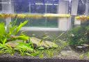 大匠神彩（MAGIC WORLD）鱼缸装饰水草泥免水洗鱼缸草缸土草缸造景底砂套餐基肥陶粒不浑 水草泥1斤装 实拍图