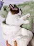 嬉皮狗（hipidog）宠物冬天毛毯猫毯子猫咪狗狗毯子小被子猫窝猫垫子保暖用睡垫地垫 暖冬绿 S：36*50cm 实拍图