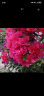 泰西丝三角梅盆栽花卉观花植物树苗 同安红三角梅地径2cm粗 （不含盆） 晒单实拍图