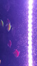 森森鱼缸电动换水器水族箱自动吸便器换水清理鱼便洗沙吸便抽水泵 四合一20W换水器无水管【吸便洗砂过滤】 晒单实拍图