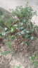 克瑞墨大牡丹茶花树苗红花绿植盆景地栽盆栽 五年苗克瑞墨 不含盆 晒单实拍图
