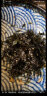 韩美禾韩国进济州岛芝麻蜂蜜炒海苔70g*3袋烤炸拌饭海苔碎紫菜儿童零食 蜂蜜炒海苔2袋 实拍图