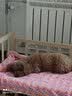 北鼻狗 狗垫子狗窝猫窝 宠物垫子小中大型犬窝垫 泰迪狗狗用品睡垫毛毯 灰色90*70CM【适合50斤内】 实拍图