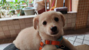 麦基乐 中华田园犬家养幼犬土狗小狗大黄狗纯黑小白狗体活体种狗 田园级 白色田园犬 公母备注 实拍图
