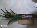 益绮椛益绮椛浓香型兰花苗大花蕙兰墨兰建兰花卉盆栽绿植室外内植物兰花 新品火焰山 3苗【易成活】+肥料 实拍图