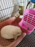 洁西（JESSIE）宠物二合一草架 适用于兔子豚鼠龙猫荷兰猪 食盒食盆草筐 实拍图