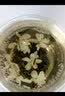 芽典 茉莉花茶老北京传统花茶香片 口感浓香浓郁香醇 小叶花茶云雾200克*1盒 实拍图