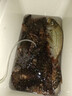 恒冠（HENGGUAN） 恒冠迷你小钓箱海钓保温箱车载疫苗冷藏箱便携活虾箱鱼饵箱 12.5升珠光蓝带孔 实拍图