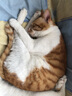 instinct天然百利猫粮低敏火鸡肉配方减少过敏成猫粮11磅/5kg 实拍图