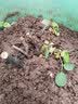 春草碧 玫瑰花苗【买2颗发3颗】庭院阳台地盆栽绿植物花卉老桩四季开花 D冰心之恋 实拍图