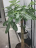 花财主大型盆栽绿萝发财树金钱树花卉绿植办公室内客厅盆景开业乔迁佳品 实拍图