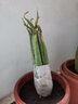 雅卉（YAHUI）盆栽苗含盆不夜城 库拉索芦荟盆 库拉索6年苗 不含盆 实拍图