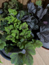 矾根植物盆栽大苗组合套餐室内耐寒四季庭院阳台观叶小苗花卉绿植 10色套装随机 含盆 实拍图
