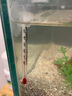 FISH BABY鱼缸温度计测水温观赏鱼水族箱专用家用防水小胖潜水 迷你小缸用温度计 实拍图