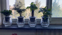 锦枫水培花卉盆栽 办公室水培绿植花卉盆栽玻璃花盆 办公室推荐A【4盆】 含盆栽好 实拍图