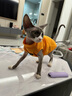 猫容猫咪衣服德文猫衣服宠物保暖秋冬季布偶猫背心绒衣狗狗小猫幼猫衣 活力橙 L(6-8斤) 实拍图
