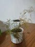 泰西丝绿植盆栽植物室内客厅绿植小盆景四季常青办公室小盆栽花卉 文竹+螺纹盆 实拍图