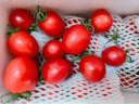 京百味 西红柿千禧小番茄3斤 80颗大果 冰糖千禧 新鲜蔬菜源头直发 晒单实拍图